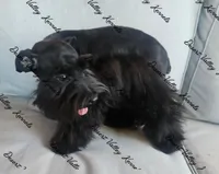 Calli's girl -dark pink collar , a female Miniature Schnauzer for sale in Queen Creek, AZ – 9 of 10