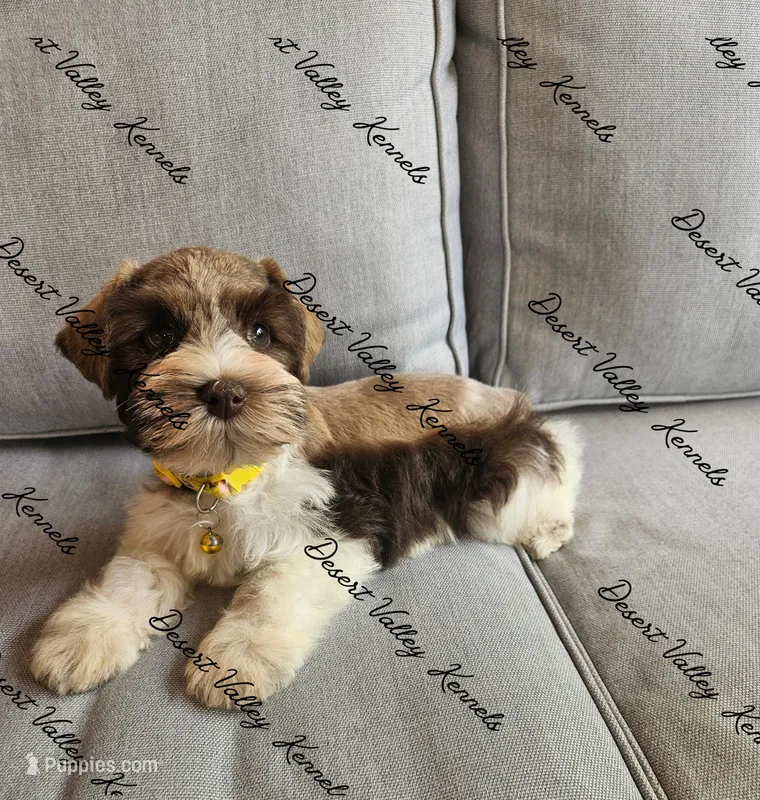Benelli's liver parti girl  – Miniature Schnauzer puppy for sale in Queen Creek, AZ