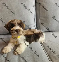 Benelli's liver parti girl , a female Miniature Schnauzer for sale in Queen Creek, AZ – 1 of 5