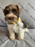 Benelli's liver parti girl , a female Miniature Schnauzer for sale in Queen Creek, AZ – 2 of 5