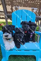 Calli's girl #2 lavender collar , a female Miniature Schnauzer for sale in Queen Creek, AZ – 4 of 5