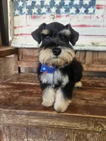 Grace's boy #1, a male Miniature Schnauzer for sale in Queen Creek, AZ – Photo 3 of 6