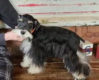 Grace's boy #1, a male Miniature Schnauzer for sale in Queen Creek, AZ – Photo 1 of 6