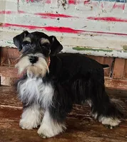 Grace's boy #1, a male Miniature Schnauzer for sale in Queen Creek, AZ – Photo 6 of 6