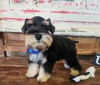 Grace's boy #1, a male Miniature Schnauzer for sale in Queen Creek, AZ – Photo 4 of 6