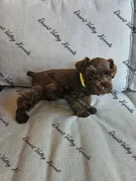 Benelli's lime collar girl , a female Miniature Schnauzer for sale in Queen Creek, AZ – 4 of 4