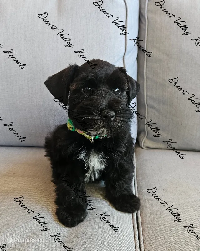 Kimber's green collar boy  – Miniature Schnauzer puppy for sale in Queen Creek, AZ