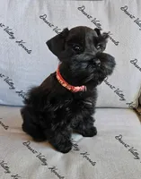 Calli's girl -dark pink collar , a female Miniature Schnauzer for sale in Queen Creek, AZ – 2 of 10