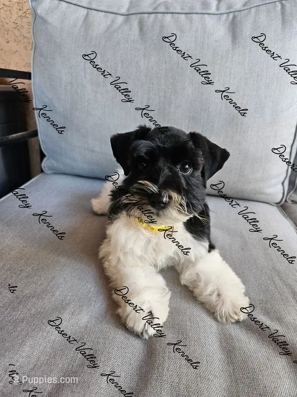 Kimber's yellow collar girl  – Miniature Schnauzer puppy for sale in Queen Creek, AZ