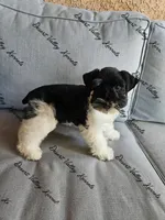 Kimber's yellow collar girl , a female Miniature Schnauzer for sale in Queen Creek, AZ – 2 of 3