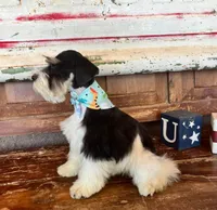 Dixi's boy 1, a male Miniature Schnauzer for sale in Queen Creek, AZ – Photo 3 of 4