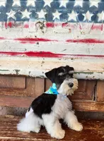 Dixi's boy 1, a male Miniature Schnauzer for sale in Queen Creek, AZ – Photo 2 of 4