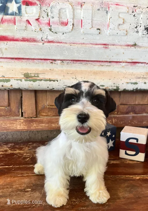 Dixi's boy 1, a male Miniature Schnauzer for sale in Queen Creek, AZ – Photo 1 of 4