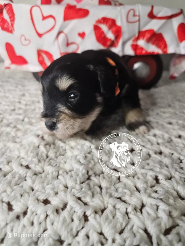 Raven's black and silver boy