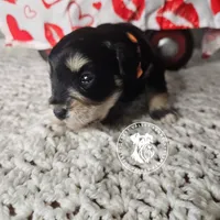 Raven's black and silver boy, a male Miniature Schnauzer for sale in Queen Creek, AZ – Photo 1 of 3