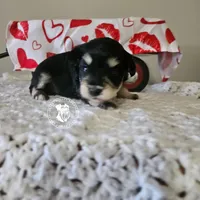 Raven's black and silver boy, a male Miniature Schnauzer for sale in Queen Creek, AZ – Photo 2 of 3