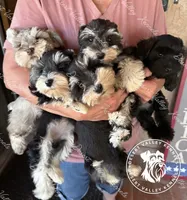 Raven's black and silver boy, a male Miniature Schnauzer for sale in Queen Creek, AZ – Photo 2 of 5