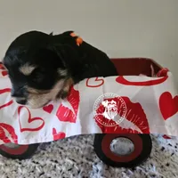 Raven's black and silver boy, a male Miniature Schnauzer for sale in Queen Creek, AZ – Photo 3 of 3