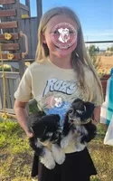 Raven's black and silver boy, a male Miniature Schnauzer for sale in Queen Creek, AZ – Photo 1 of 5