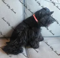 Calli's girl -dark pink collar , a female Miniature Schnauzer for sale in Queen Creek, AZ – 2 of 10