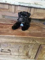 Diva's boy #1, a male Miniature Schnauzer for sale in Queen Creek, AZ – Photo 5 of 10