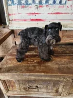 Diva's boy #1, a male Miniature Schnauzer for sale in Queen Creek, AZ – Photo 8 of 10