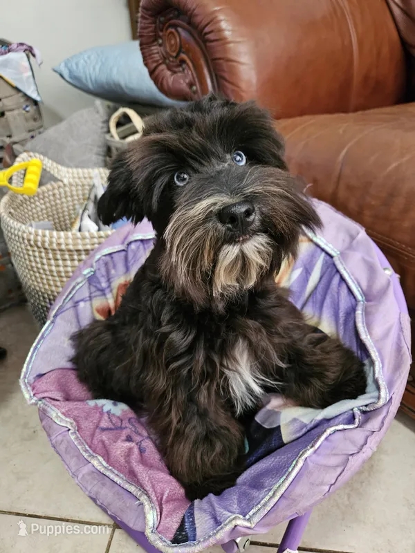 Diva's boy #1, a male Miniature Schnauzer for sale in Queen Creek, AZ – Photo 1 of 10