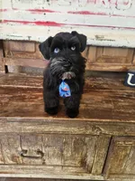Diva's boy #1, a male Miniature Schnauzer for sale in Queen Creek, AZ – Photo 9 of 10
