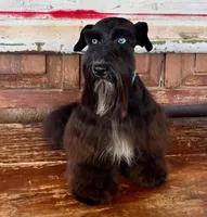 Diva's boy #1, a male Miniature Schnauzer for sale in Queen Creek, AZ – Photo 4 of 10