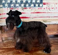 Diva's boy #1, a male Miniature Schnauzer for sale in Queen Creek, AZ – Photo 2 of 10