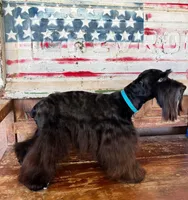 Diva's boy #1, a male Miniature Schnauzer for sale in Queen Creek, AZ – Photo 10 of 10