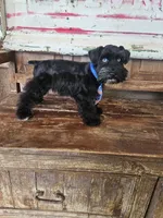 Diva's boy #1, a male Miniature Schnauzer for sale in Queen Creek, AZ – Photo 6 of 10