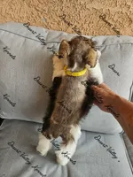 Benelli's liver parti girl , a female Miniature Schnauzer for sale in Queen Creek, AZ – 4 of 5