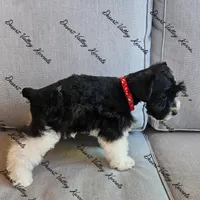 Benelli's red collar girl , a female Miniature Schnauzer for sale in Queen Creek, AZ – 4 of 4