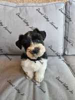 Benelli's boy, a male Miniature Schnauzer for sale in Queen Creek, AZ – 1 of 3