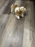 Luna, a female Yorkipoo for sale in Scranton, PA – Photo 3 of 3