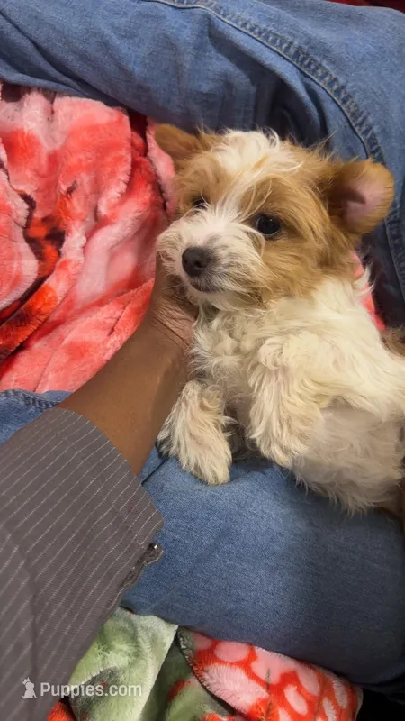 Luna, a female Yorkipoo for sale in Scranton, PA – Photo 1 of 3