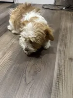 Luna, a female Yorkipoo for sale in Scranton, PA – Photo 2 of 3