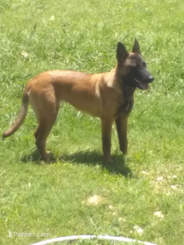 BLITZ – Belgian Malinois puppy for sale in Itasca, TX