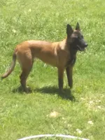 BLITZ, a female Belgian Malinois for sale in Itasca, TX – 1 of 2