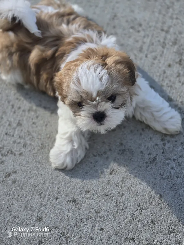 Mocha  – Shih Tzu puppy for sale in King of Prussia, PA