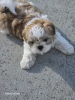 Mocha , a female Shih Tzu for sale in King of Prussia, PA – 1 of 3