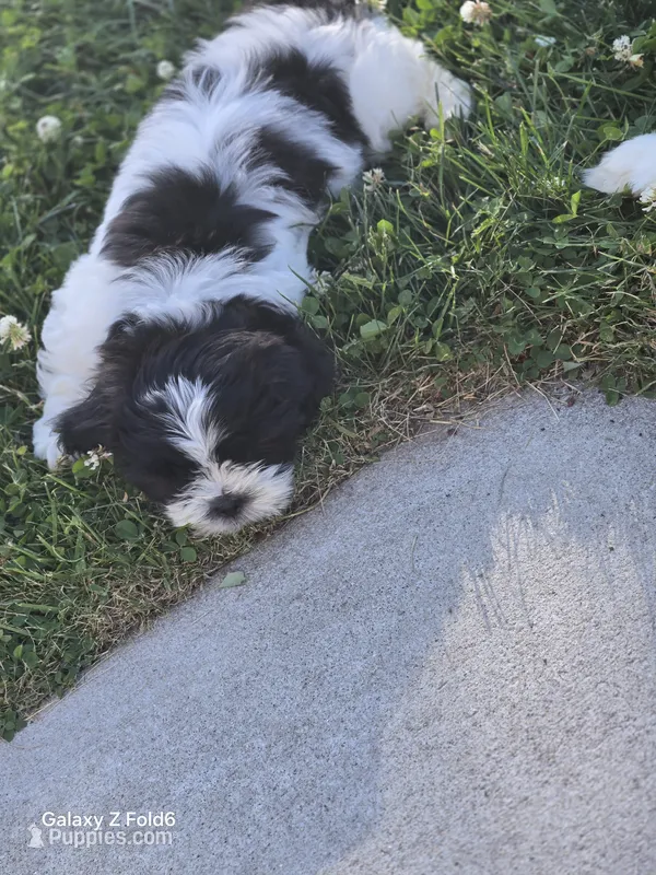 Spot – Shih Tzu puppy for sale in King of Prussia, PA