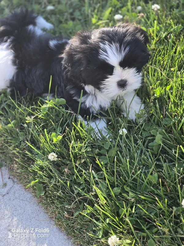 Spot – Shih Tzu puppy for sale in King of Prussia, PA