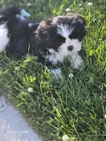 Spot, a male Shih Tzu for sale in King of Prussia, PA – 1 of 1