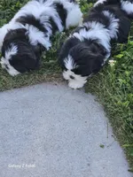 Mocha , a female Shih Tzu for sale in King of Prussia, PA – 3 of 3