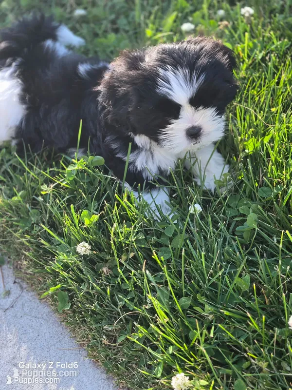 Chewy  – Shih Tzu puppy for sale in King of Prussia, PA
