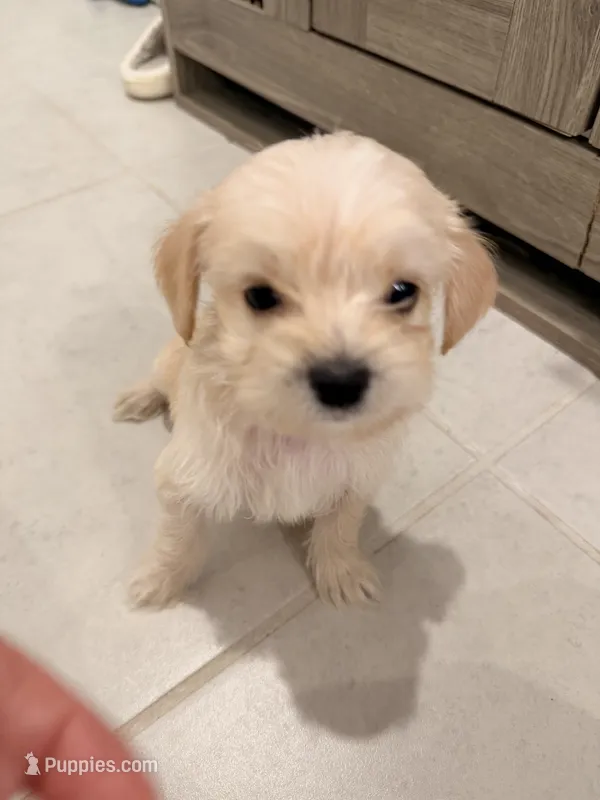 Milo – Bichon Frise, Shorkie puppy for sale in Kissimmee, FL