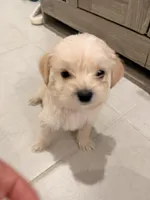 Milo, a male Bichon Frise and Shorkie for sale in Kissimmee, FL – 1 of 7
