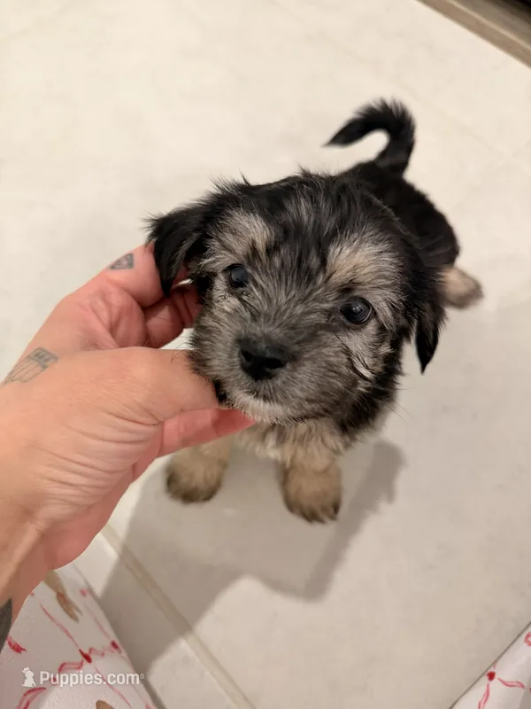 Rocky – Bichon Frise, Shorkie puppy for sale in Kissimmee, FL